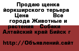 Продаю щенка йоркширского терьера  › Цена ­ 20 000 - Все города Животные и растения » Собаки   . Алтайский край,Бийск г.